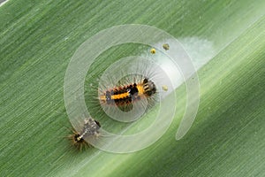 Caterpillar of Euproctis Similis