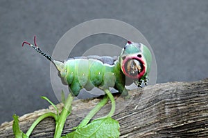 Caterpillar of European puss moth Cerura Vinula or springtail