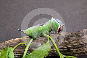 Caterpillar of European puss moth Cerura Vinula or springtail