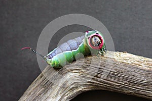 Caterpillar of European puss moth Cerura Vinula or springtail