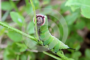 Caterpillar of European puss moth Cerura Vinula or springtail