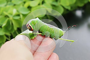 Caterpillar of European puss moth Cerura Vinula or springtail