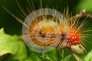 Caterpillar face macro