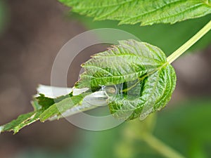 Caterpillar face peeking out of my damaged raspberry plant. Tortrix moth larva, UK.