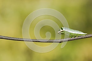 Caterpillar of Five bar swordtail butterfly (antiphates pompilius)