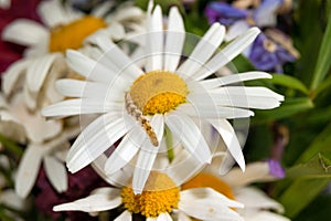 Caterpillar on flower