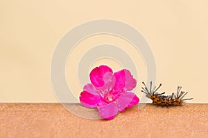 Caterpillar and the flower