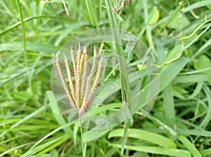 caterpillar flower plant