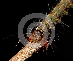 Caterpillar founded in Nosy Mangabe, Madagascar