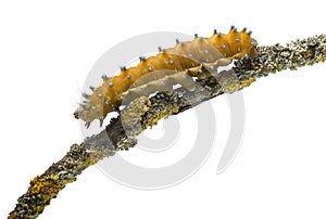 Caterpillar of the Giant Peacock Moth