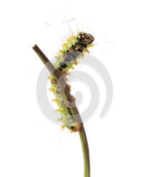 Caterpillar of the Giant Peacock Moth on stem, Saturnia pyri