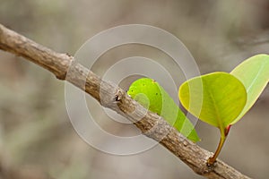 Caterpillar of a giant silk moth (Polyphemus)