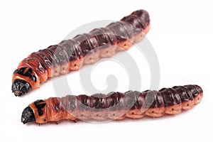 Caterpillar, Goat Moth Cossus cossus on white background