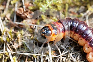 Caterpillar of a goat moth, Cossus cossus