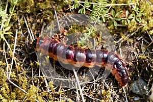 Caterpillar of a goat moth, Cossus cossus