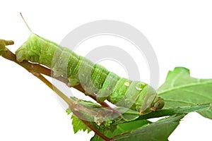 Caterpillar on grape leaf.