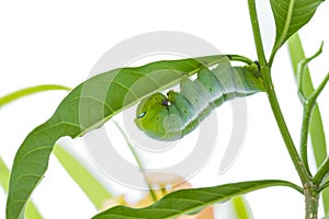 Caterpillar on a grape leaf