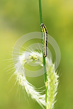 Caterpillar and grass ear