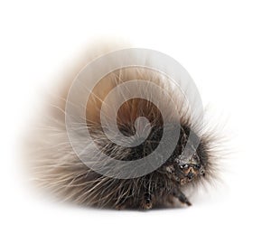 Caterpillar of Grass Eggar, is a moth, Lasiocampa trifolii