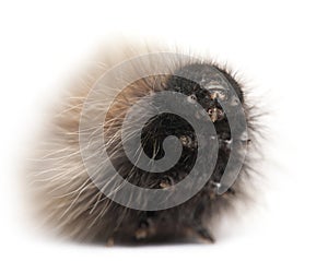 Caterpillar of Grass Eggar, is a moth, Lasiocampa trifolii photo