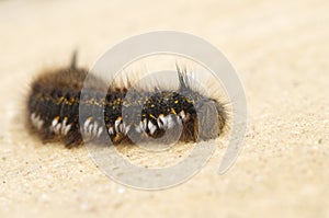 Caterpillar grass lasiocampidae closeup