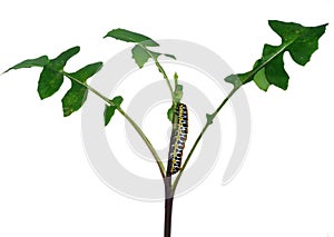 Caterpillar on grass sheet