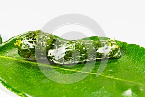 Caterpillar of great mormon butterfly