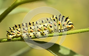 Caterpillar on green background