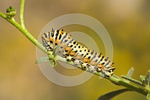 Caterpillar on green background
