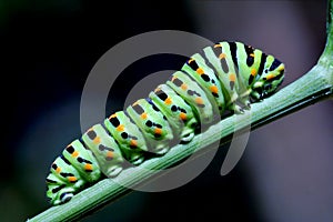 Caterpillar on green branch photo