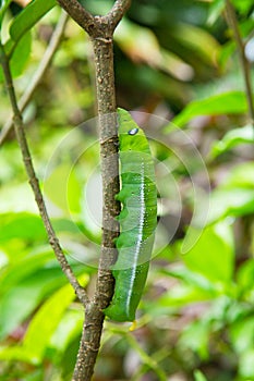 Caterpillar on green bush