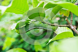 Caterpillar on green bush