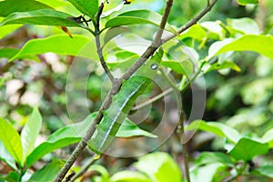 Caterpillar on green bush at park