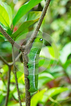 Caterpillar on green bush at park