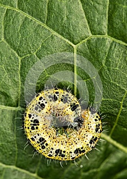 Caterpillar on a green leaf