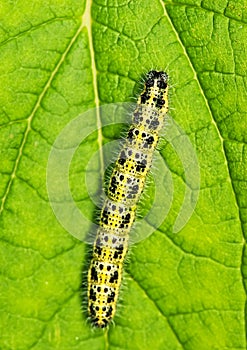 Caterpillar on a green leaf