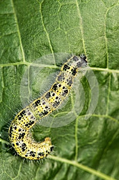 Caterpillar on a green leaf