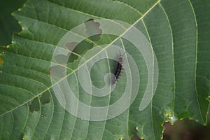 the caterpillar is on the green leaf as well as its food