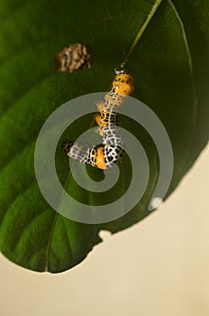 Caterpillar on green leaf background