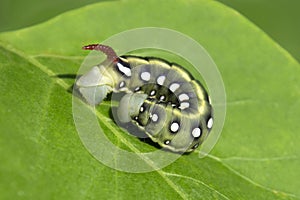 Green Hawk moth caterpillar