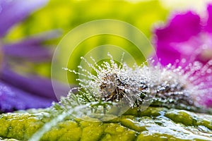 Caterpillar on green leaf close up macro