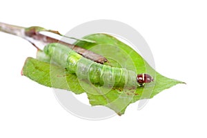 caterpillar on a green leaf isolated on white