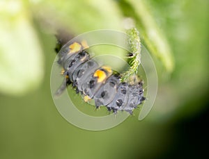 Caterpillar on the green leaf in the park