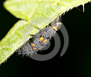 Caterpillar on the green leaf in the park