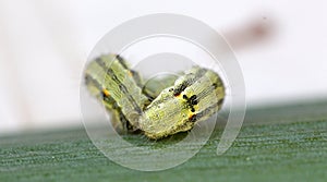 Caterpillar on a green leaf