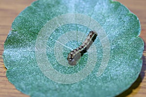 Caterpillar with green leaf on wooden background. the larva of a butterfly or moth.