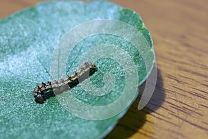 Caterpillar with green leaf on wooden background. the larva of a butterfly or moth.