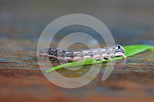 Caterpillar with green leaf on wooden table.