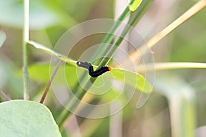 Caterpillar on a green leaf