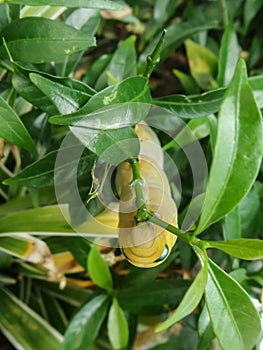 Caterpillar on green leaves